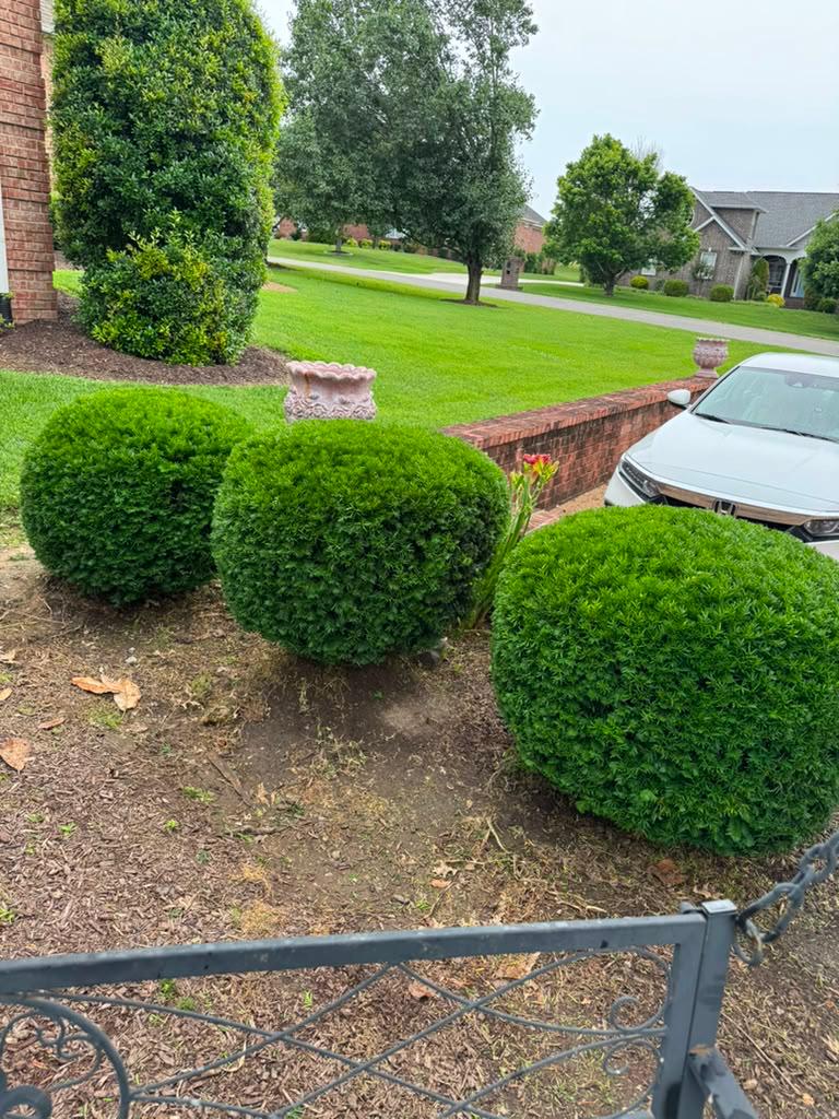 Tree pruning service